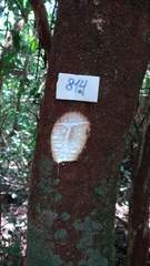 Tabernaemontana catharinensis