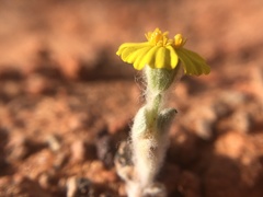 Eriophyllum wallacei
