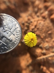 Eriophyllum wallacei