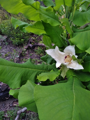 Image of Magnolia ashei by (c) Scott Ward, some rights reserved (CC BY)