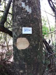 Astronium graveolens