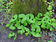 Asarum canadense reflexum