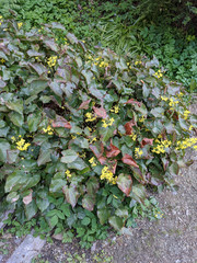 Epimedium pinnatum