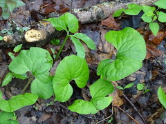 Asarum canadense reflexum