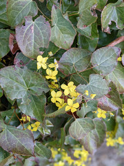 Epimedium pinnatum
