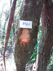 Machaerium nyctitans