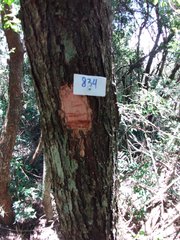 Machaerium nyctitans