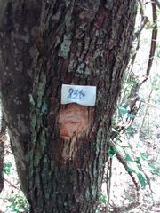 Machaerium stipitatum