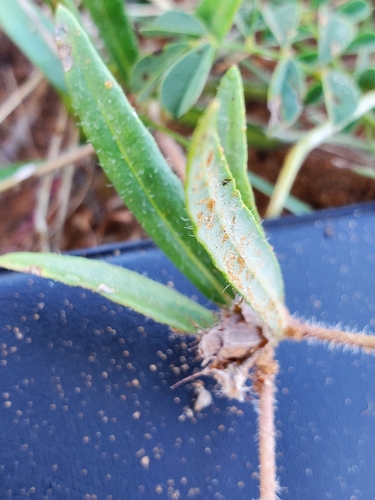 Blepharis integrifolia var. integrifolia image