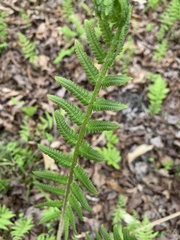 Deparia acrostichoides