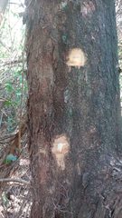 Astronium graveolens