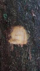 Astronium graveolens