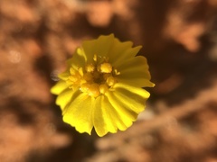 Eriophyllum wallacei