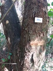 Astronium graveolens