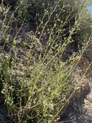 Baccharis plummerae plummerae