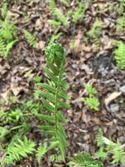 Deparia acrostichoides