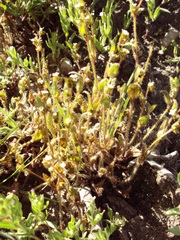 Plagiobothrys myosotoides