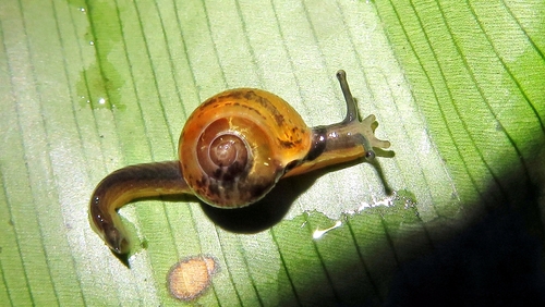 Jumping Snail