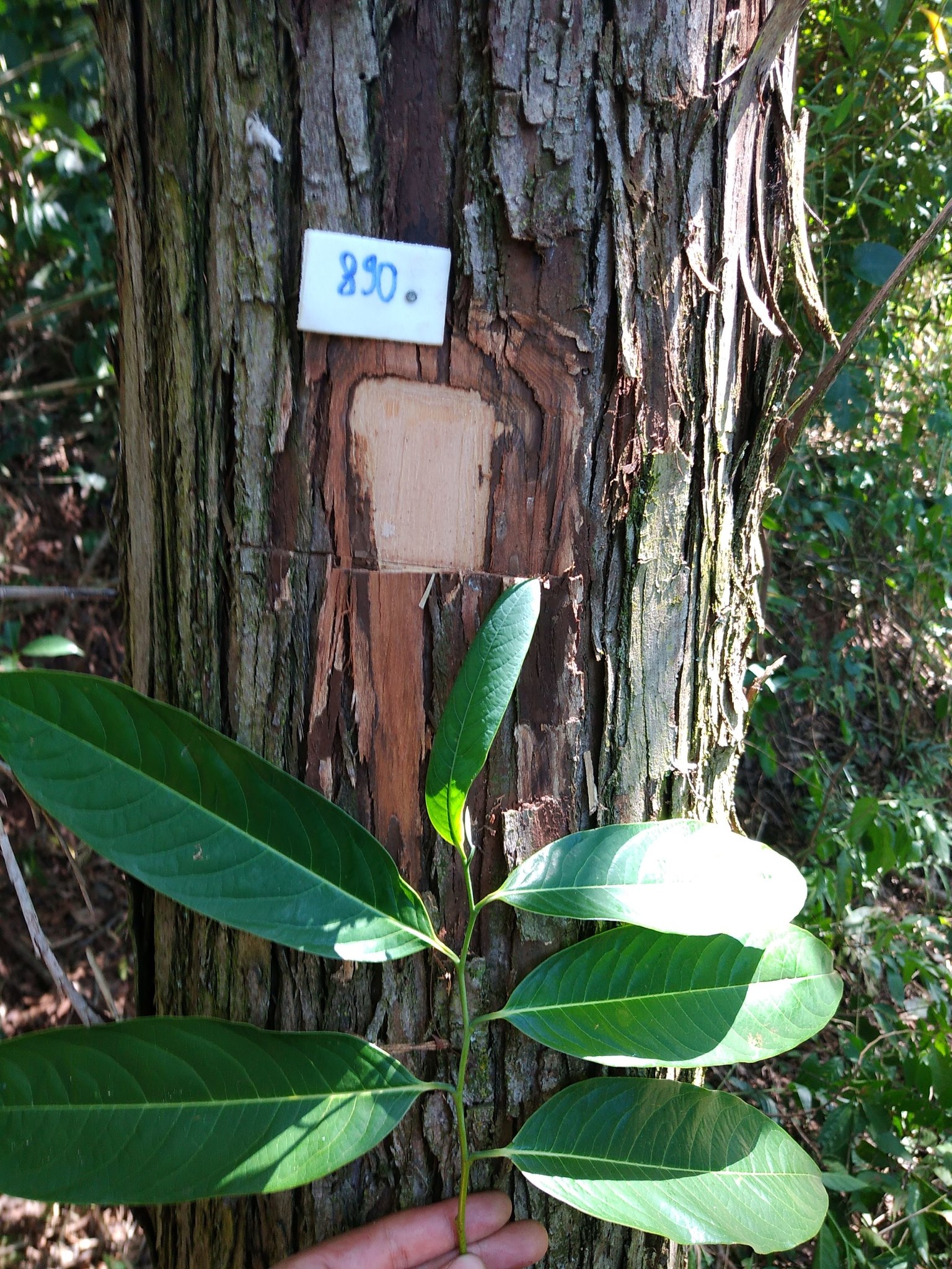 Annona cacans