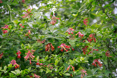 Lonicera sempervirens