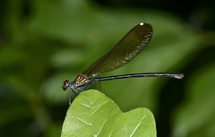 Calopteryx dimidiata