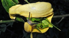 Vaginulus taunaisii