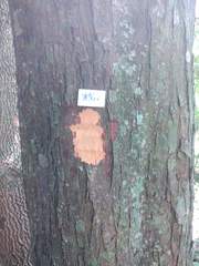 Ruprechtia laxiflora