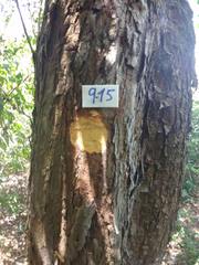 Ruprechtia laxiflora