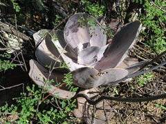 Gibbiflorae