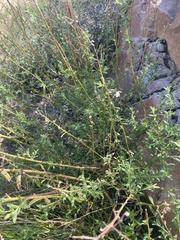 Baccharis plummerae plummerae