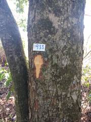 Ruprechtia laxiflora