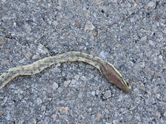 Oxybelis potosiensis