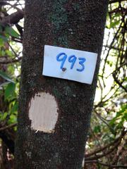 Chrysophyllum gonocarpum