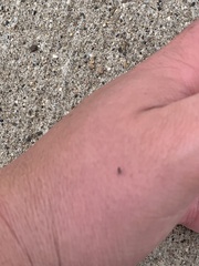 Amblyomma americanum