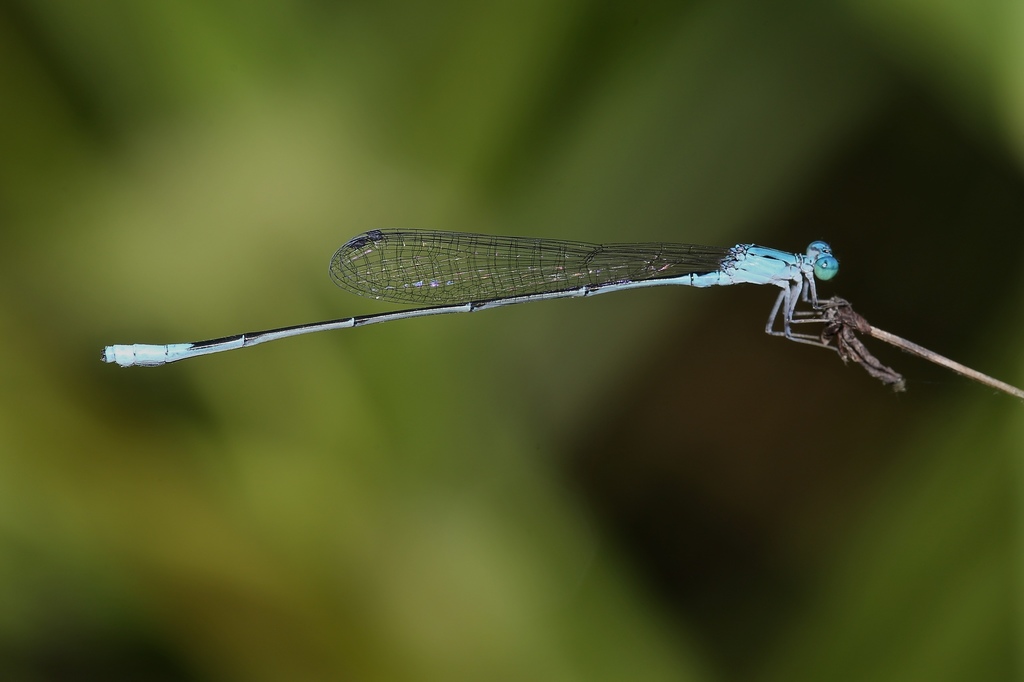 Attenuated Bluet