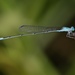 Attenuated Bluet - Photo (c) Laura Gaudette, some rights reserved (CC BY), uploaded by Laura Gaudette