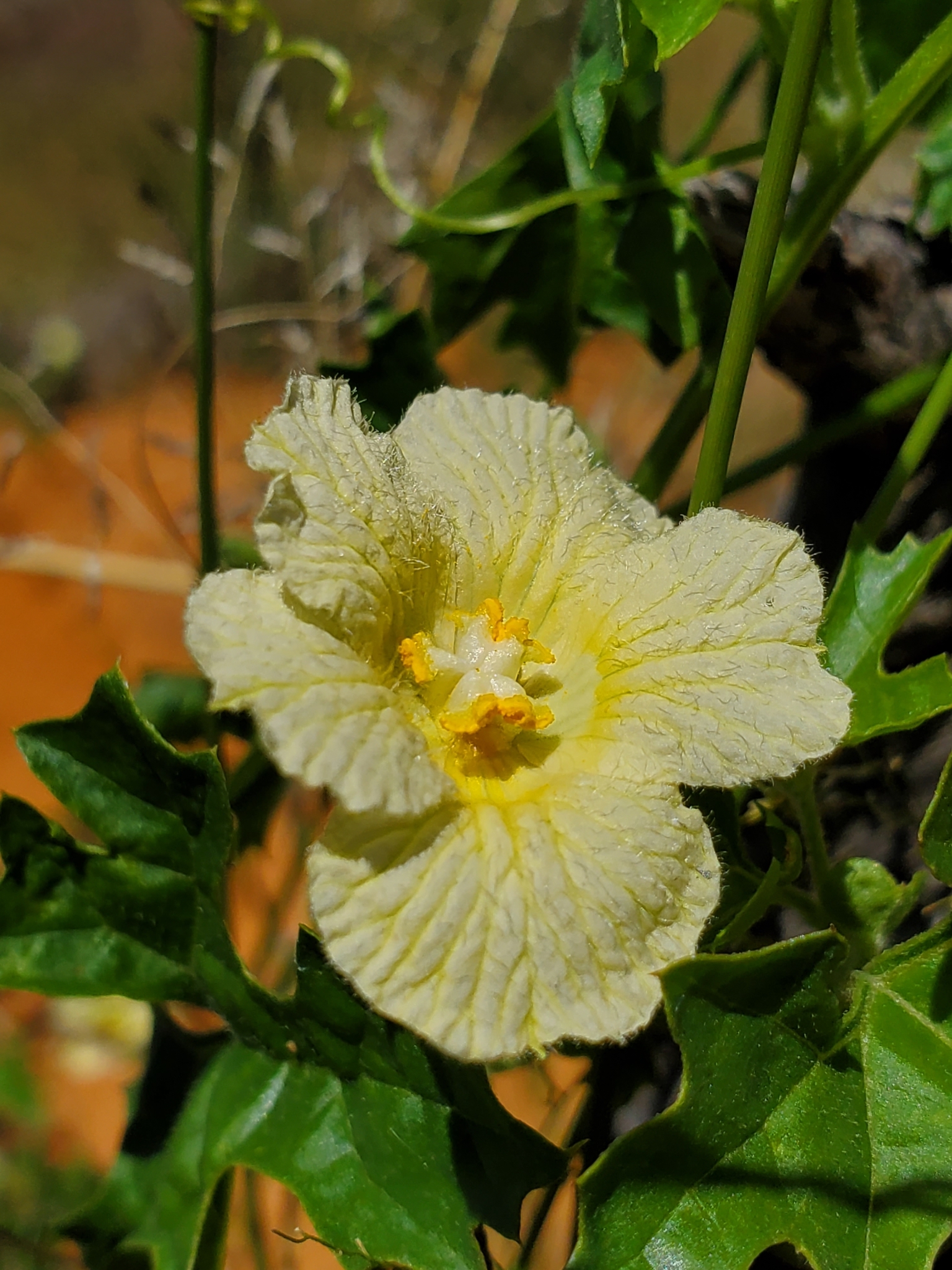Momordica balsamina