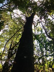 Enterolobium contortisiliquum