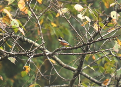 Sittiparus varius