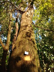 Ruprechtia laxiflora