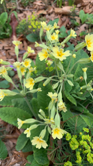 Primula elatior