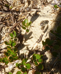 Habropoda miserabilis