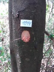 Senegalia polyphylla