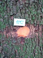 Ruprechtia laxiflora