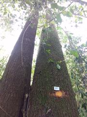 Ruprechtia laxiflora