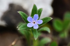 Buglossoides tenuiflora