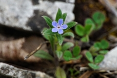 Buglossoides tenuiflora