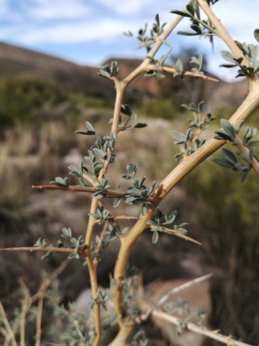 Image of Wiborgia mucronata by (c) Danie Palm, some rights reserved (CC BY)