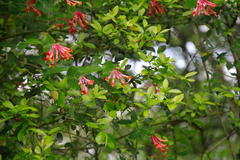 Lonicera sempervirens