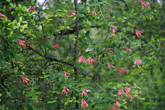 Lonicera sempervirens